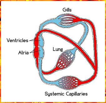 Proposed Circulatory System