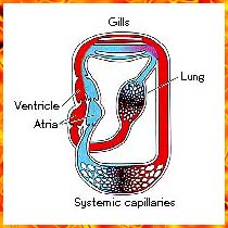 Existing Circulatory System