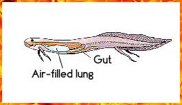 Lungfish's Gut